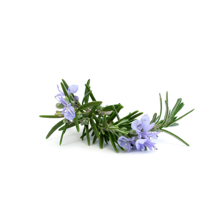 Rosemary Essential Oil