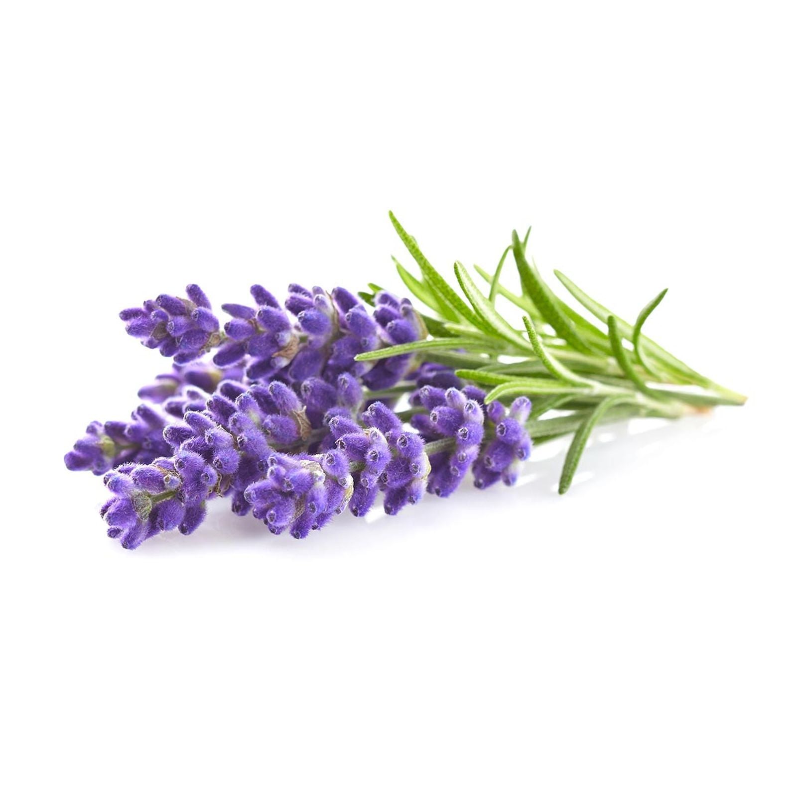 Lavender Essential Oil