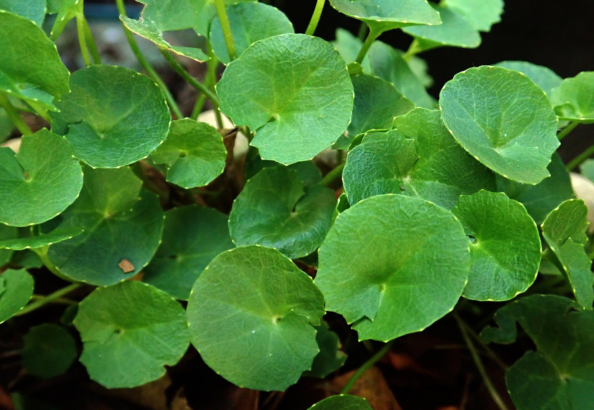 gotu kola