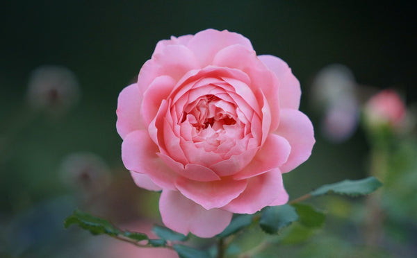 The Queen of Flowers: Magnificent Rose & It's Benefits