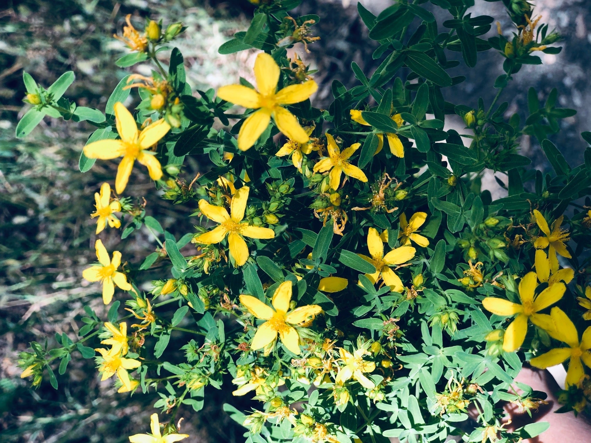 St. John's Wort