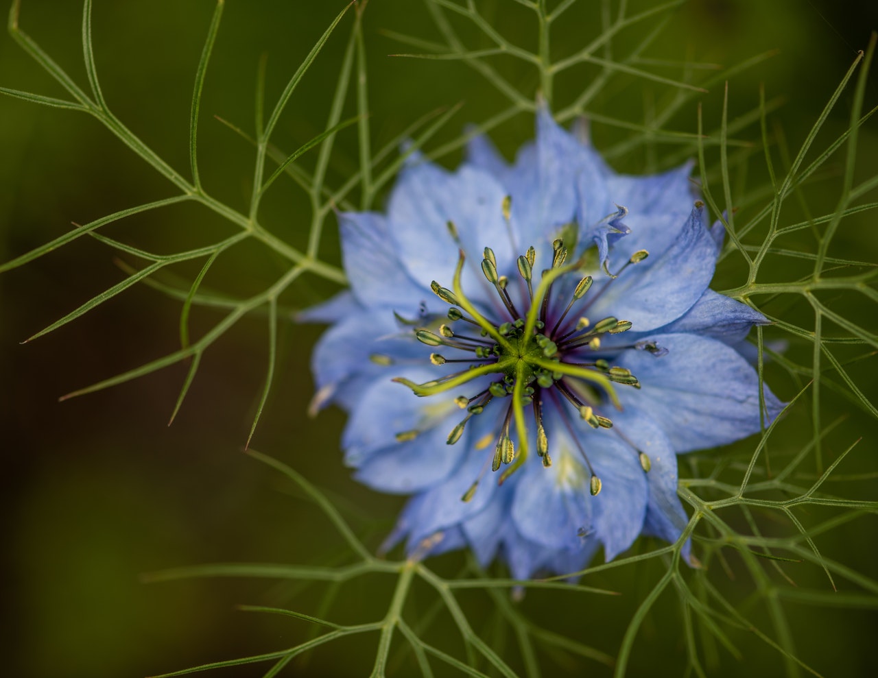 Nigella sativa plant image