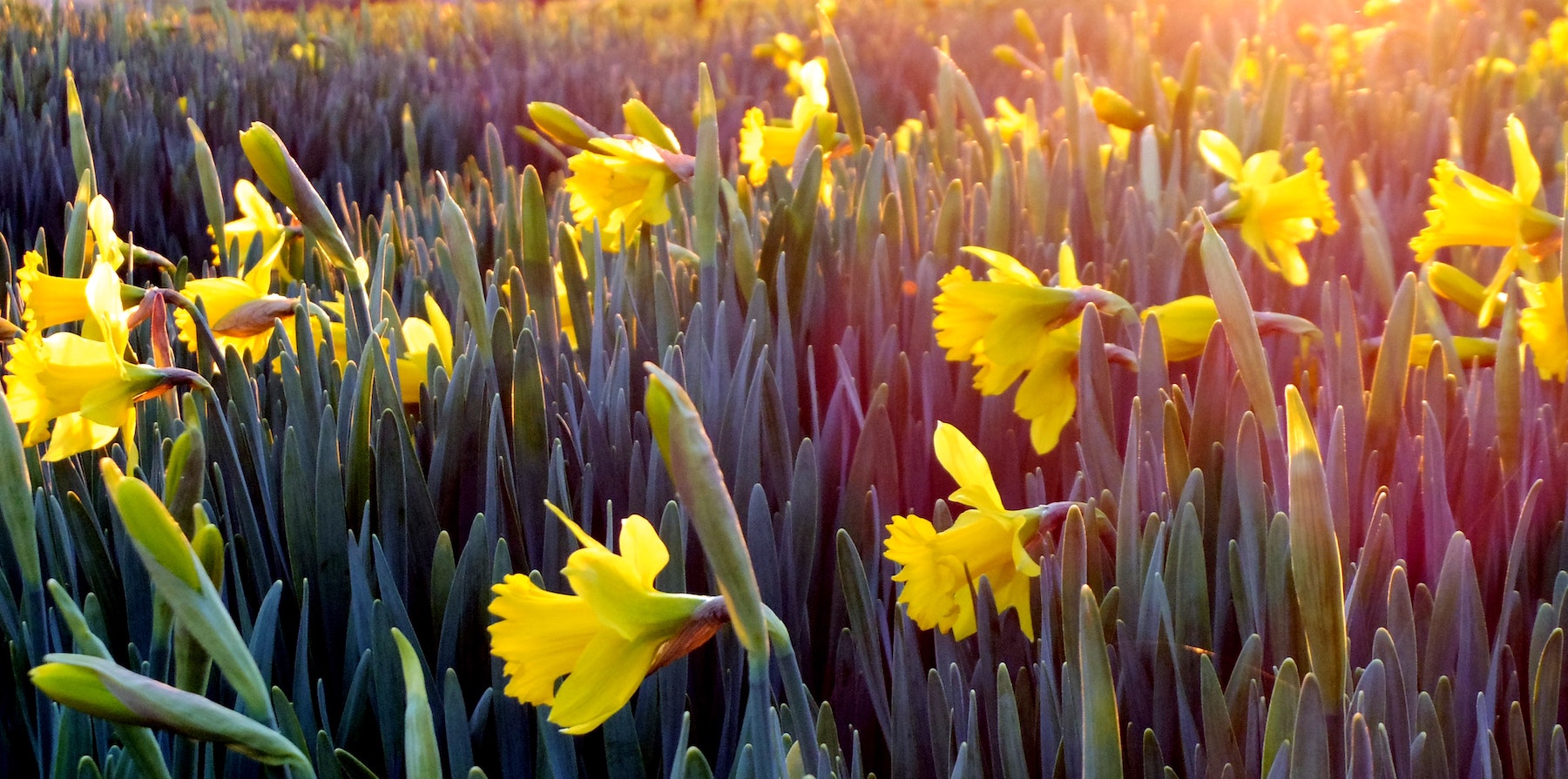 Daffodil field