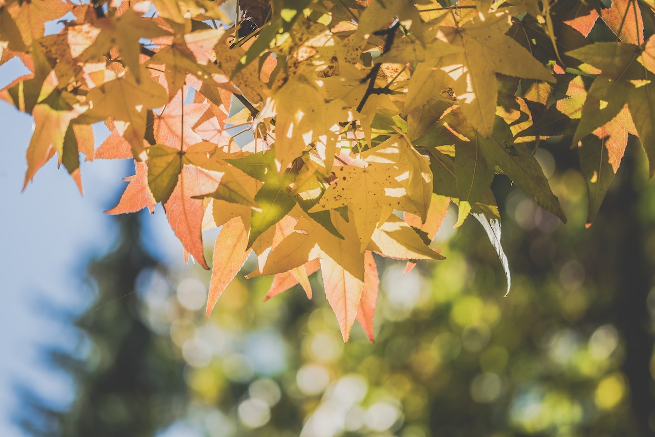 Fall foliage