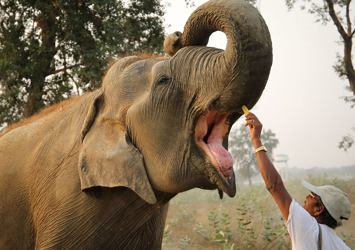 WildlIfe SOS Elephant Conservation & Care Center