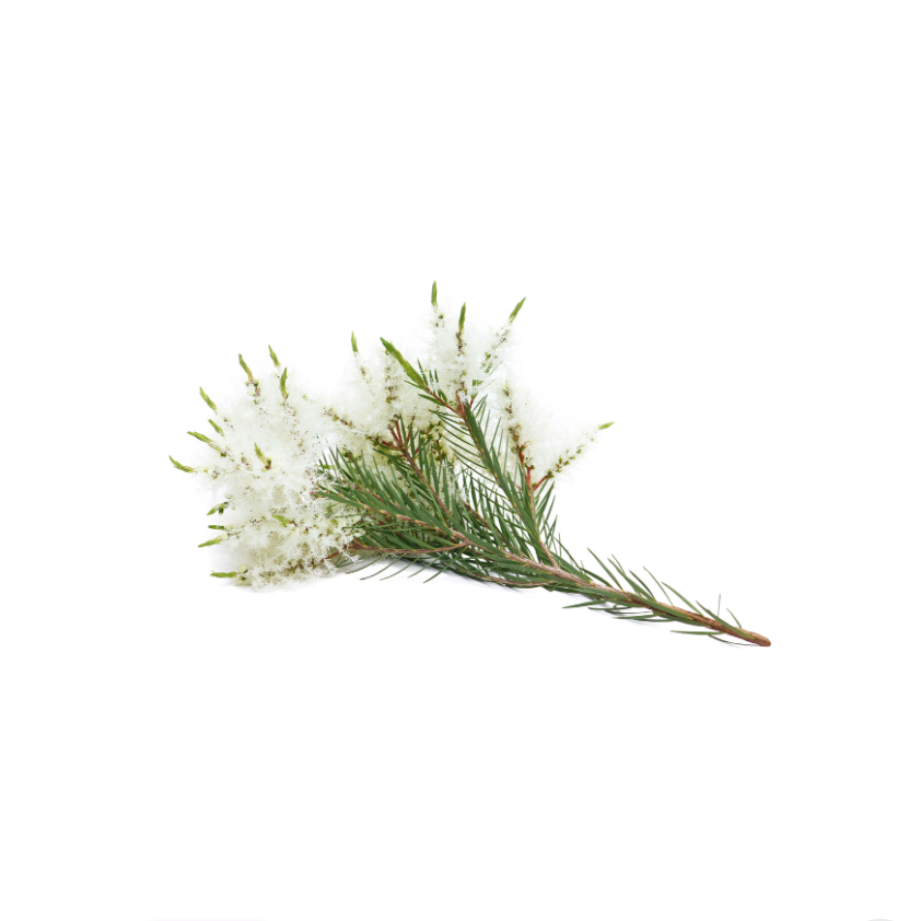 Tea Tree Essential Oil | 5ml