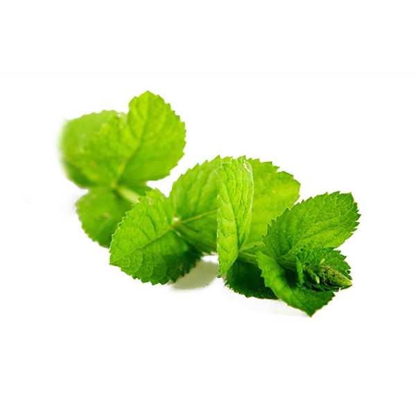 Peppermint Essential Oil